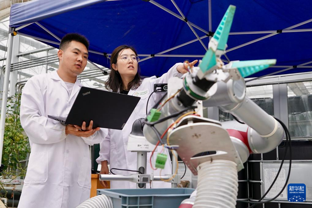 AI“慧”种地：与番茄“对话”，种出“儿时味道”