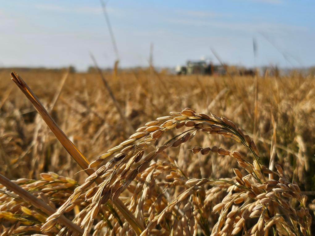 中国科学家用新技术提高盐碱地生产力 中国科学家用新技术提高盐碱地生产力
